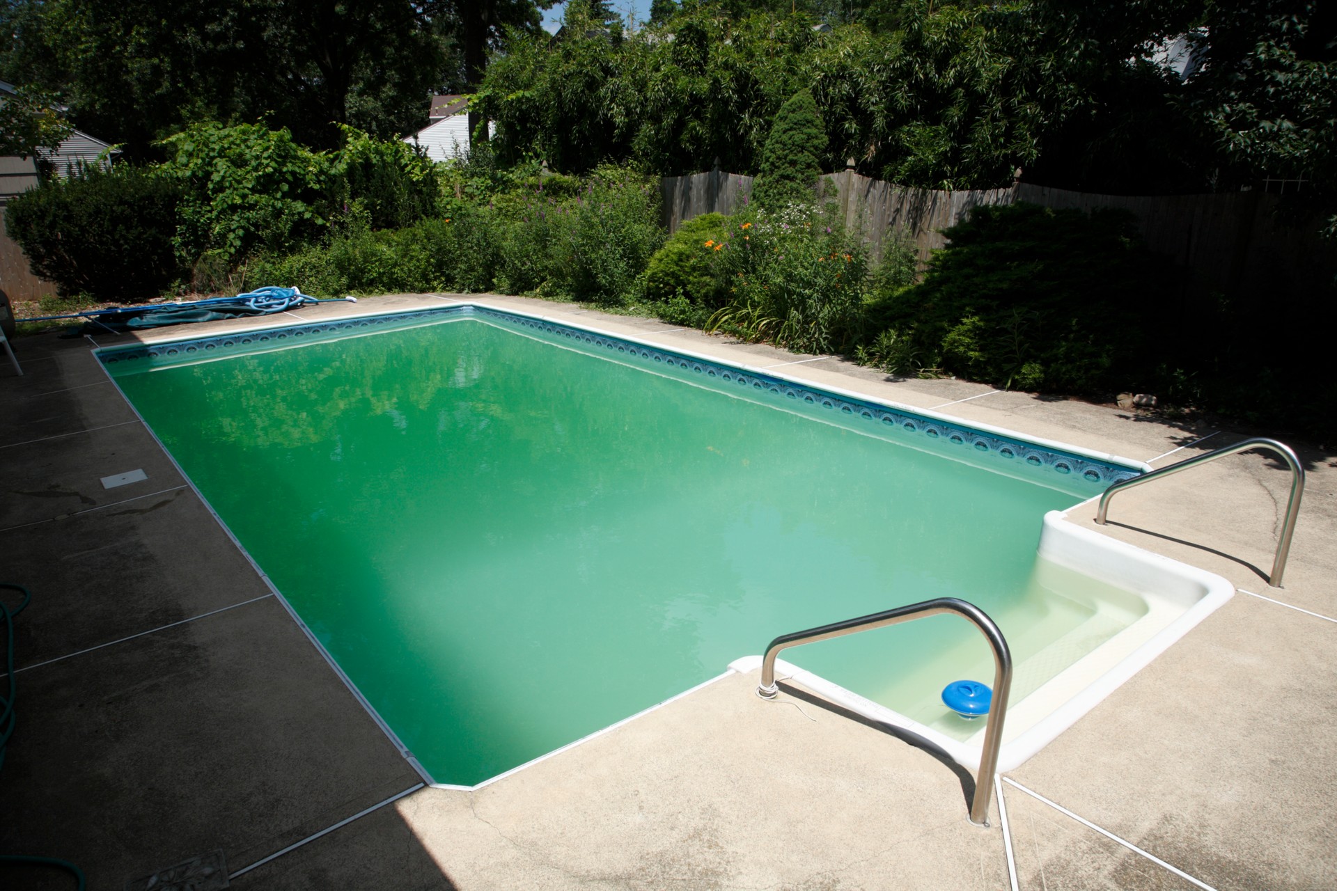 Algae green pool