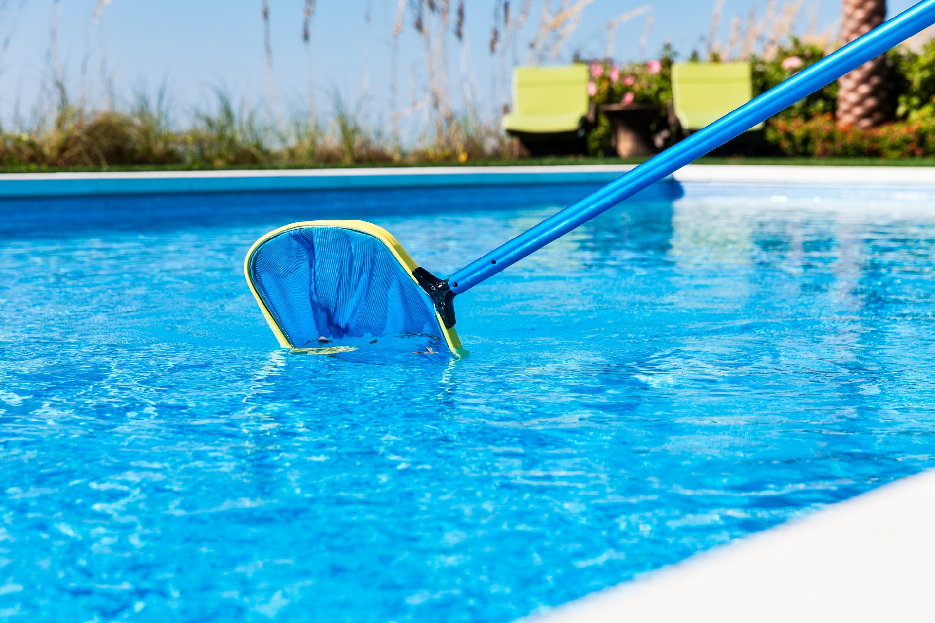 Leaves being gathered in a skimmer net found in a swimming pool